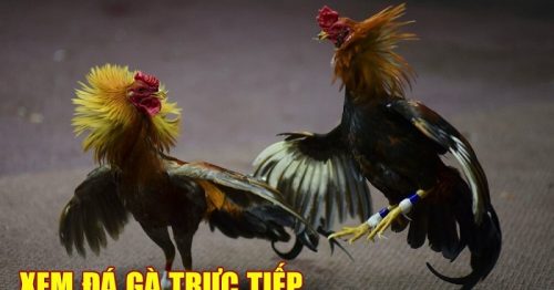 Chơi đá gà online tại S666 casino – Nhận thưởng cực lớn
