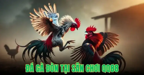 Đá Gà Tre – Môn Thể Thao Truyền Thống Kịch Tính Tại QQ88