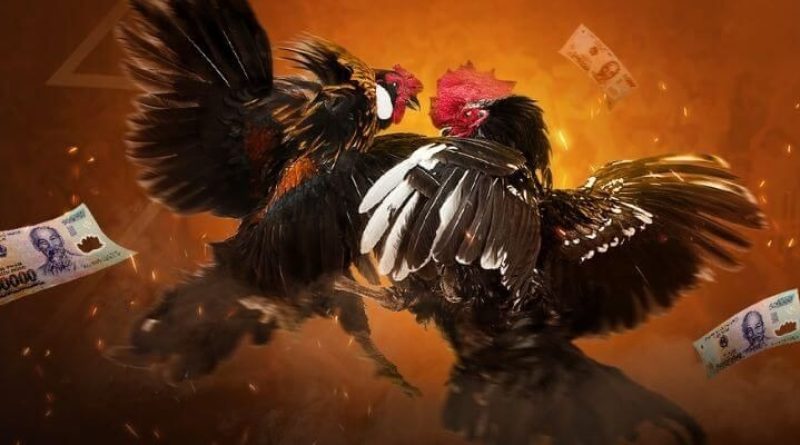 Kinh nghiệm cược đá gà EV99 giúp người chơi tăng tỷ lệ thắng cao