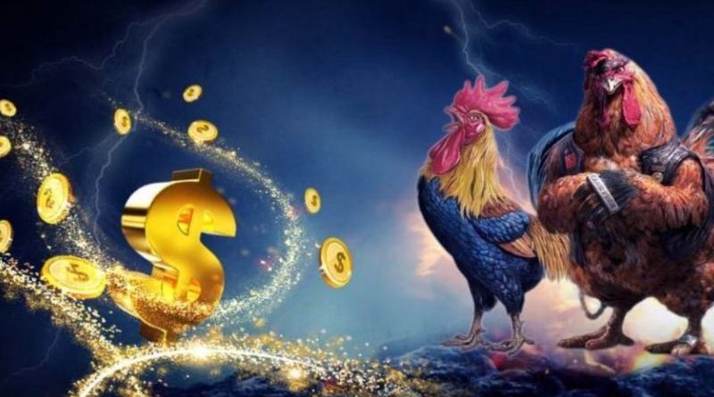 Đá gà Thomo – Xem trực tiếp sới gà hấp dẫn nhất tại Bin88